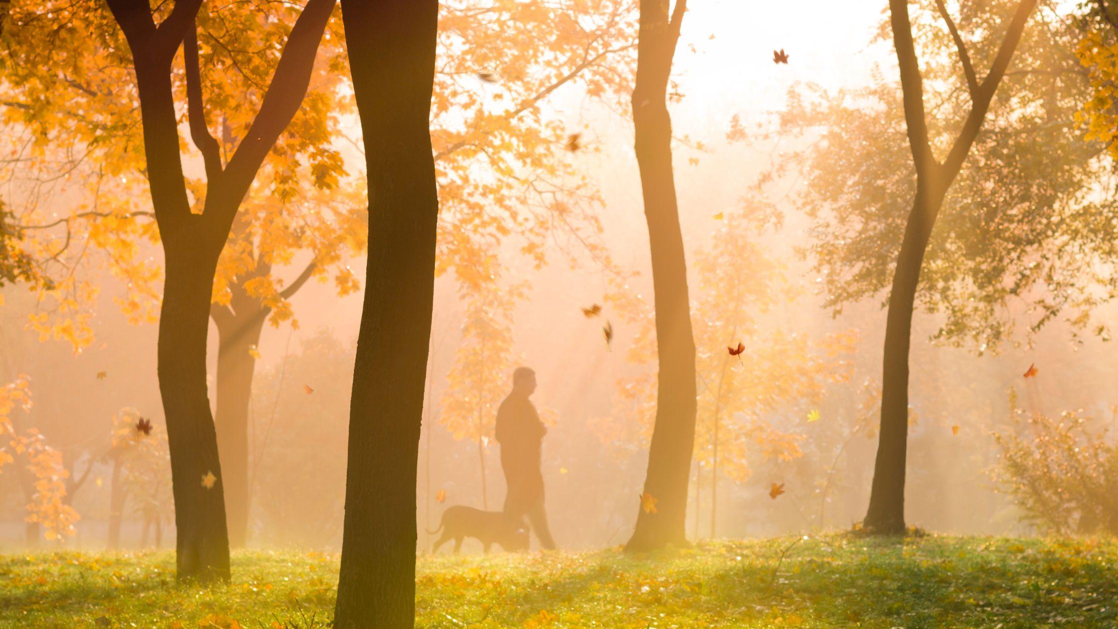 Persona mayor camina al atardecer en un bosque en otoño